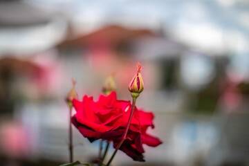 Фото номера Дом для отпуска Дома для отпуска Vila Gardenia г. Gumoshtnik 48