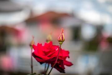 Фото номера Дом для отпуска Дома для отпуска Vila Gardenia г. Gumoshtnik 23