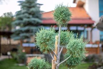 Фото номера Дом для отпуска Дома для отпуска Vila Gardenia г. Gumoshtnik 39